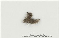 藏品(樹雉尾苔)的圖片